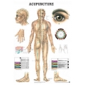 Akupunktúra - poszter