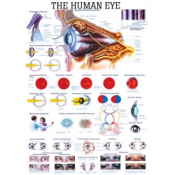 Emberi szem