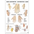 Kéz akupunktúra - poszter