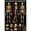 Emberi csontváz fekete háttéren - poszter