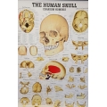 Emberi koponya - poszter
