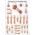 Az emberi kéz izmai - poszter