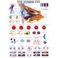 Emberi szem - poszter