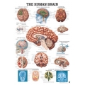 Emberi agy - poszter