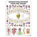 A fogak és a szervek közti kapcsolat - poszter