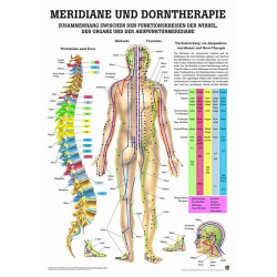 Meridián és Dorn terápia - poszter