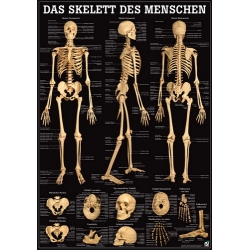 Emberi csontváz fekete háttéren - poszter